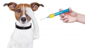 Očkovanie psov v obci 1